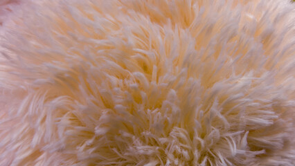 Fototapeta premium An abstract close-up of a soft, creamy texture, reminiscent of a freshly applied painting created with a smooth, fluffy brush, highlighting intricate strands and delicate color blends