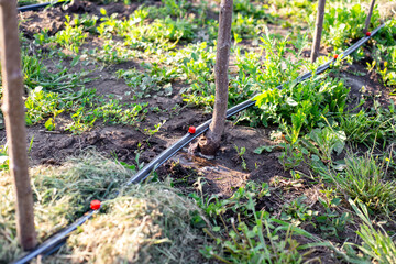 Fototapeta premium Black drip irrigation pipes lie on the ground next to young fruit trees. garden technology, smart watering, agriculture management.