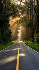 Obraz premium A serene road through a lush forest with sunlight filtering through trees
