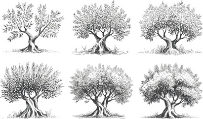 Six black and white of twisted trees with detailed foliage and roots on grassy ground branches © Montaha,, Creatives