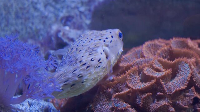 Freckled porcupinefish swimming slowly past coral reef