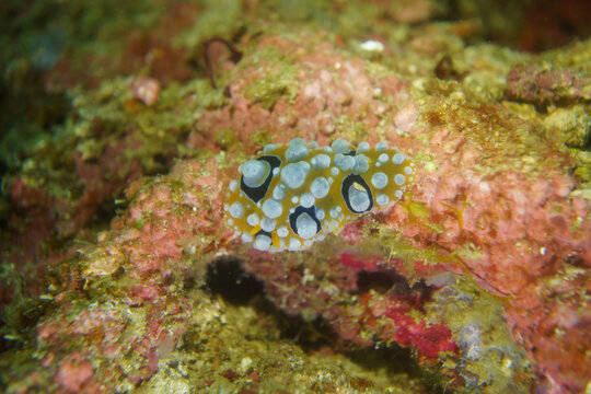 Ocellated Phyllidia Nudibranch (Phyllidia occellate) a colorful dorid nudibranch on a Coral Reef