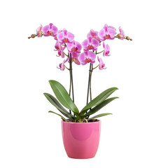 Delicate pink orchid in a vibrant pot isolated on transparent background
