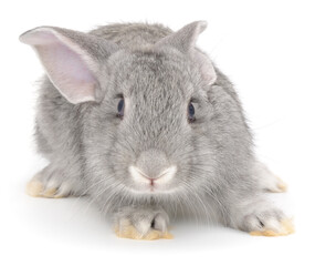 Small grey rabbit sitting isolated on white background front view