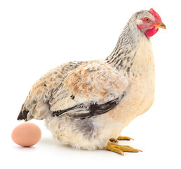 Light mottled hen with a fresh brown egg isolated on white background