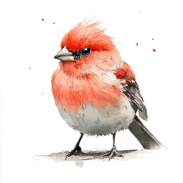 Finch, graceful vector watercolor painting with soft flowing strokes and subtle highlights, isolated on a white background.