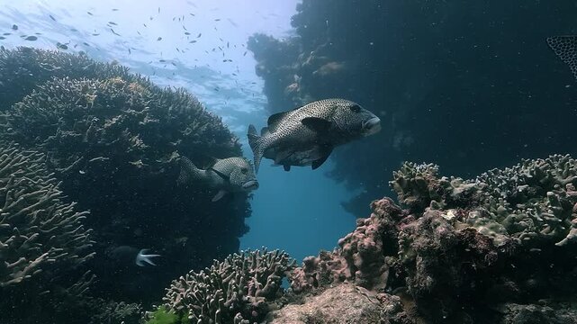 Four spotted sweetlips &ndash; Plectorhinchus picus &ndash; swim above dead coral heads in 29 degree water on the Great Barrier Reef, Australia, highlighting reef stress during warm summer conditions in February 