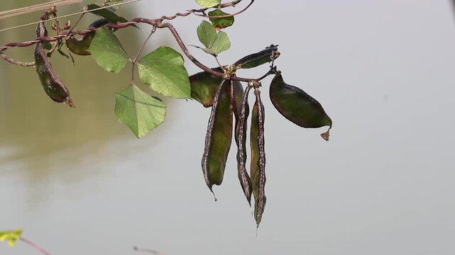 Close-up of fresh green Lablab beans growing on a lush vine over water. A serene view of traditional organic vegetable cultivation in rural nature, showcasing healthy sustainable farming crops