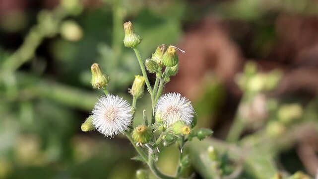 Close-up of delicate white wildflowers and buds of Canadian Fleabane (Erigeron canadensis), also known as Horseweed, swaying gently on a stem in nature. Botanical and floral concept footage
