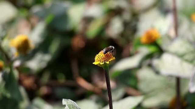 Detailed macro footage of a honeybee gathering nectar from yellow wildflowers in a sunlit field. Capturing essential pollination, insect behavior, and nature&rsquo;s vibrant ecosystem