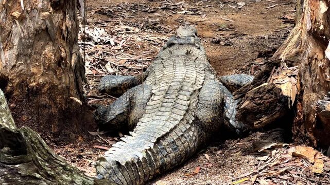 View of the thick tail of a massive saltwater crocodile &ndash; Crocodylus porosus &ndash; resting on a muddy marsh bank, its armored scales and powerful body partly concealed in tropical wetland vegetation.