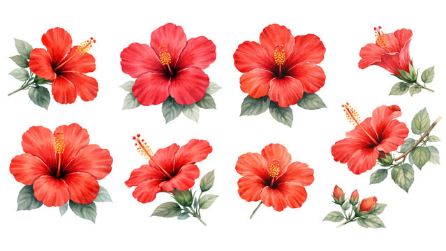A charming watercolor collection of vibrant red hibiscus flowers, including bold tropical blooms, deep crimson centers, golden stamens, and soft green leaves.