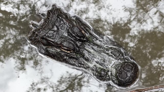 Ultra zoom top views of two saltwater crocodiles - Crocodylus porosus - with only their heads emerging above the water surface. These apex predators wait in silent ambush. Filmed in Cape Tribulation, 