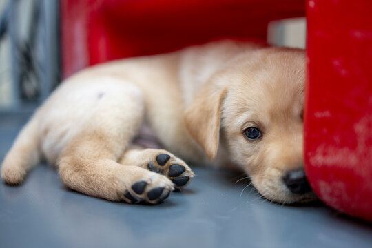 Playing hide and seek, blonde Labrador puppy hiding behind a red block; dog, animal, pet, companion animal, mammal, domestic dog, guide dog, dog with a mission