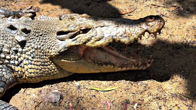A crocodile &ndash; Crocodylus porosus &ndash; rests on a riverbank in Queensland, Australia, mouth open to cool down. As an ectothermic reptile, it relies on external heat to regulate body temperature.