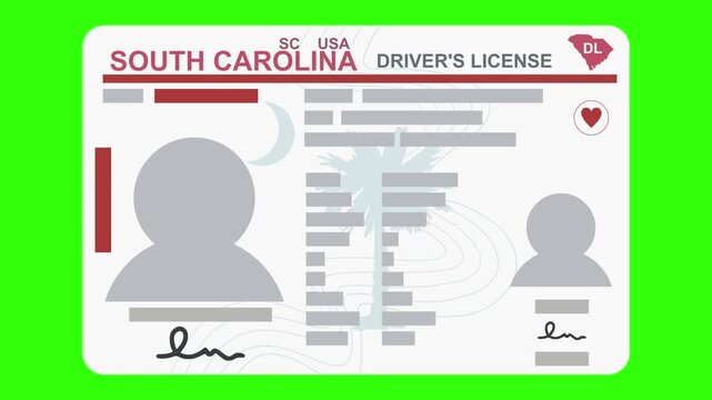 A hand holding up a South Carolina state driver's license. Isolated on a green screen