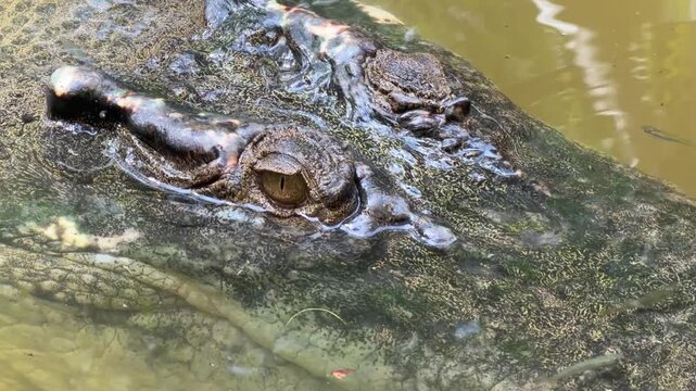 Extreme close up of a saltwater crocodile - Crocodylus porosus - eye emerging above the water surface. Its head appears in transparency below while small fish swim around. Apex predator in silent ambu