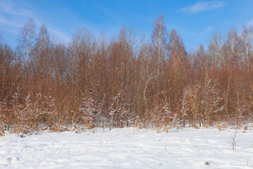 Fototapeta premium ​A dense young forest with thin brown branches stretches along a snowy field under a clear blue sky. The contrast between the warm tones of the shrubs and the pure white blanket of snow creates a pict