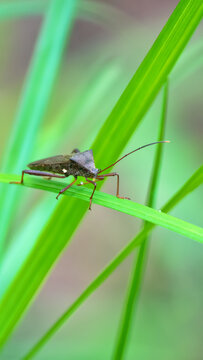 Adult Leaf-footed Bug of the species Athaumastus haematicus. Lives in Borneo
