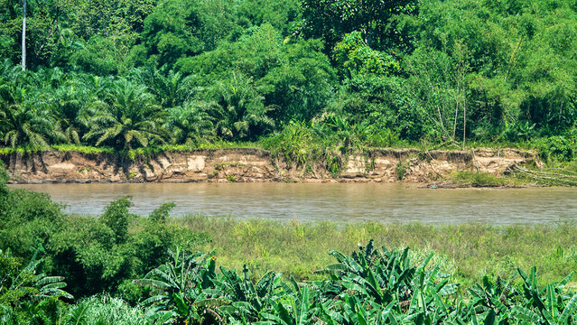 Potamology. A tropical river flows through a rainforest. Floodplain forest. Monsoon climate. Borneo.