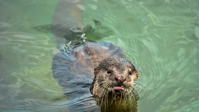 Wild otter from island of Borneo, Sandakan. But in absence of persecution and the presence of fish in cities, otter becomes trusting. Hairy-nosed Otter (Lutra sumatrana) caught a catfish