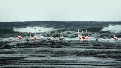 Obraz premium The winter surf of the Arabian Sea with a flock of flamingos in the shallows