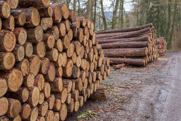 Timber piles beside a forest track © Rainer