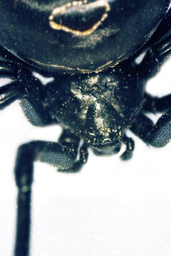 Black widow and terrifying body parts. Steppe spider, malmignatt (Latrodectus tredecimguttatus) a deadly poisonous spider - anatomy. Macro, isolated on white