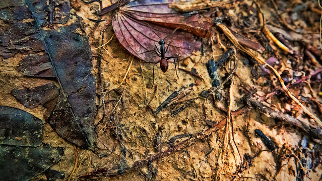 A large solitary nomadic ant (black with red belly) in the tropical mountain forest of Borneo Island, monsoon season
