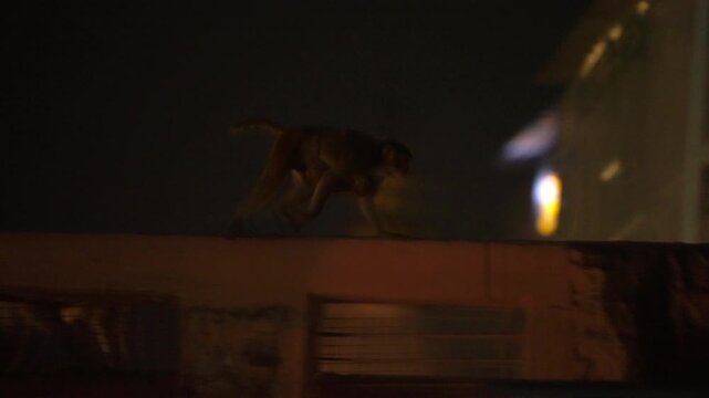 Silhouette Monkey Carrying Baby on Night City Rooftop Slow Motion