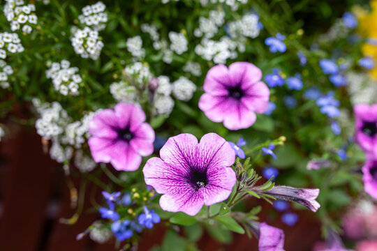 Vibrant purple petunia and white sweet alyssum flowers in mixed summer flower bed with soft bokeh garden background