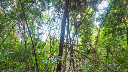 Fototapeta premium A bamboo-like vine climbs high into the tree canopy. Rattan Palm (Calamus). Malacca rainforest.