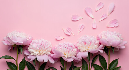 Fototapeta premium Pink peonies in bloom with petals scattered on soft pink background