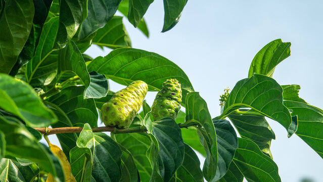 Iimburger tree (Morinda citrifolia, Rubiaceae) on Java Island, Indonesia. Many diurnal fruit-eating bats hover around the tree, as the fruits are ripe and have a rotten smell.