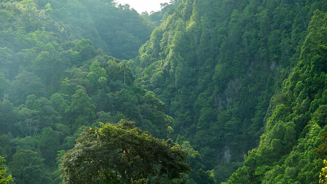 Tropical rainforest on volcanic islands during monsoon season. High-stemmed trees (evergreen storeyed high virgin forest, emergent layers. Spice islands. Indonesia