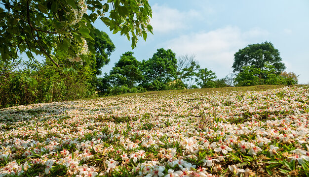 Vernicia. The ground is strewn with snow-white flower petals, snowflakes of petals. The bride walks through the flowers, a tradition - virginity and family happiness