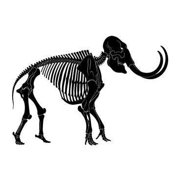 Detailed Black Silhouette of a Mammoth Skeleton Isolated on White.