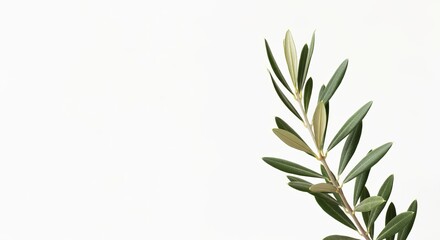 Fototapeta premium Olive Branch Elegance with Serene Green Leaves Unfolding Against a Pure White Backdrop in Fine Art