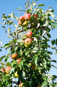 Ripe red apples growing on tree, healthy fruits on platation, harvest in summer or autumn, agriculture farm, garden