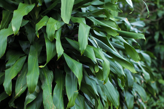close up of dracaena fragrans leaves in lush tropical garden
