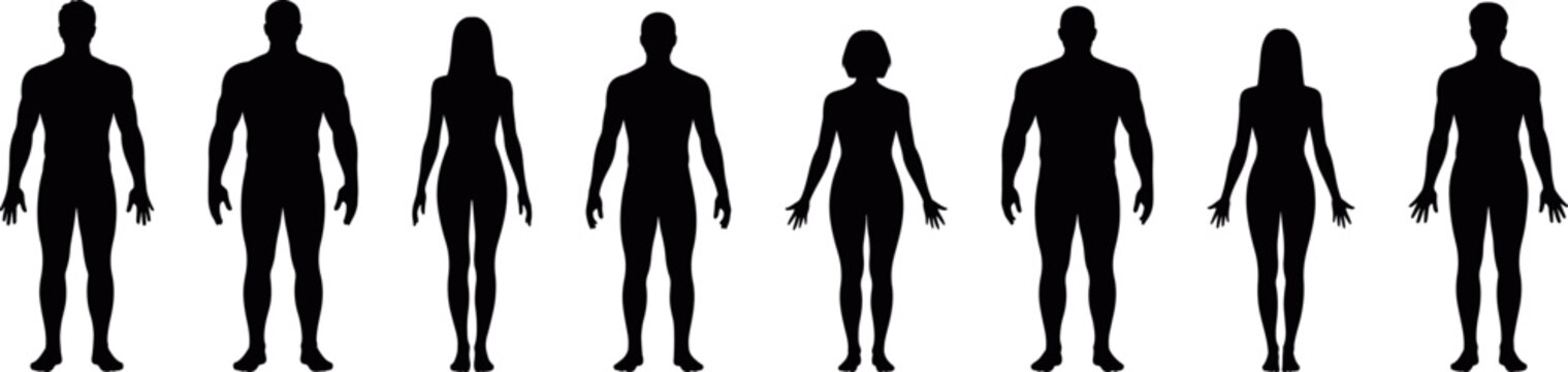 Human scale silhouettes showing height comparison, growth stages and population measurement concept, people size infographic symbols for statistics, education charts and demographic vector set, 