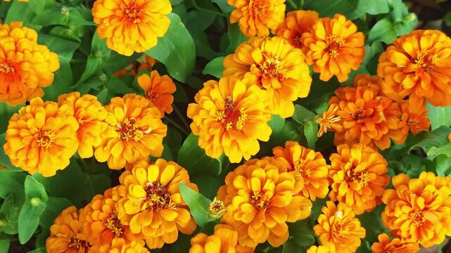 Yellow zinnias are blooming profusely in the garden.