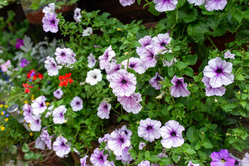 Abundant lilac petunia flowers cascading from lush green balcony planter, creating vibrant summer garden wall of color