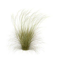 Needle grass isolated on transparent background. Grass PNG. Clump of grass isolated on white backgrounds with copy space. Meadow PNG. Lawn PNG. Side view of cutout ornamental grass clump transparent.

