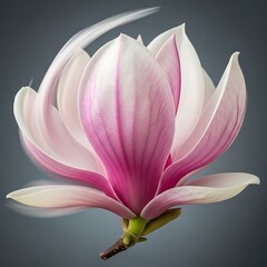 Obraz premium Pink Magnolia Flower Closeup on Gray Background.