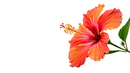Bright hibiscus flower blooms on a green stem isolated on transparent background © Hanna