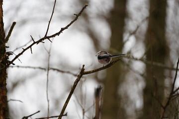 Long-tailed tit in the winter scenery © Szymon