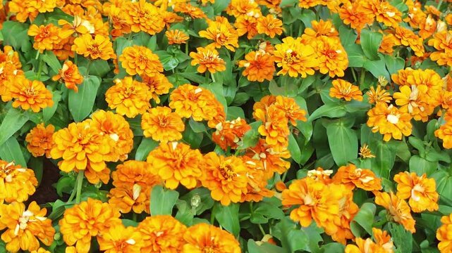 Yellow zinnias are blooming profusely in the garden.
