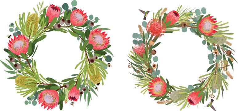 Watercolor floral wreaths with pink proteas and greenery on white background for decoration and design