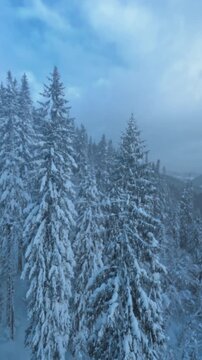Sunshine illuminates snowy forest scenery beautifully, Radiant blue sky over snowcovered trees creates inspiring imagery